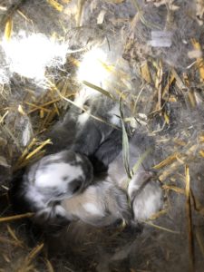 Kaninchen Babys 10 Tage 