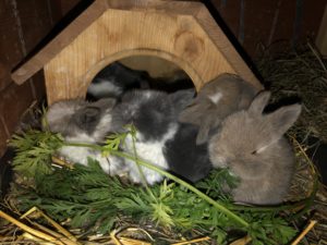 Kaninchen Babys Futter 