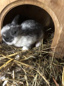 Kaninchen Babys 17 Tage 