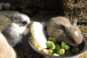 Kaninchen Babys 27 Tage 
