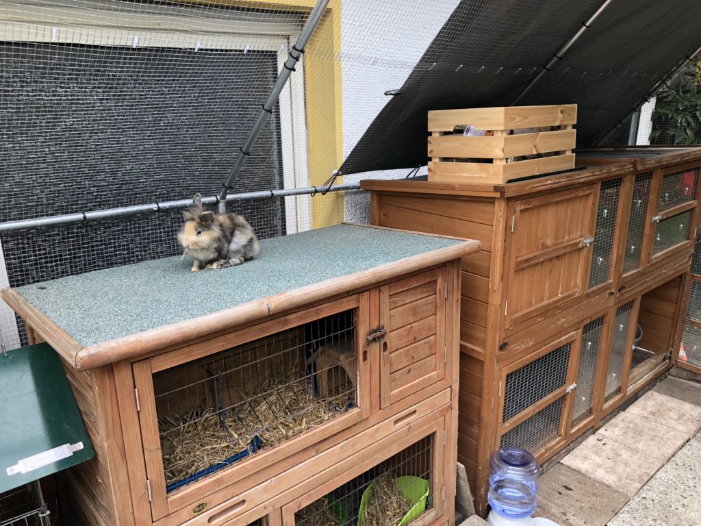 Stall für Kaninchen  Kaninchenstall