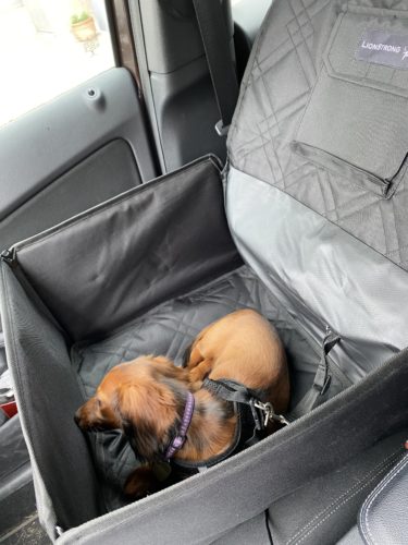 Auto fahren mit Hund * Kaninchen-Clan & Co. im Pott