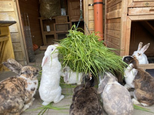 Frischfutter für Kaninchen