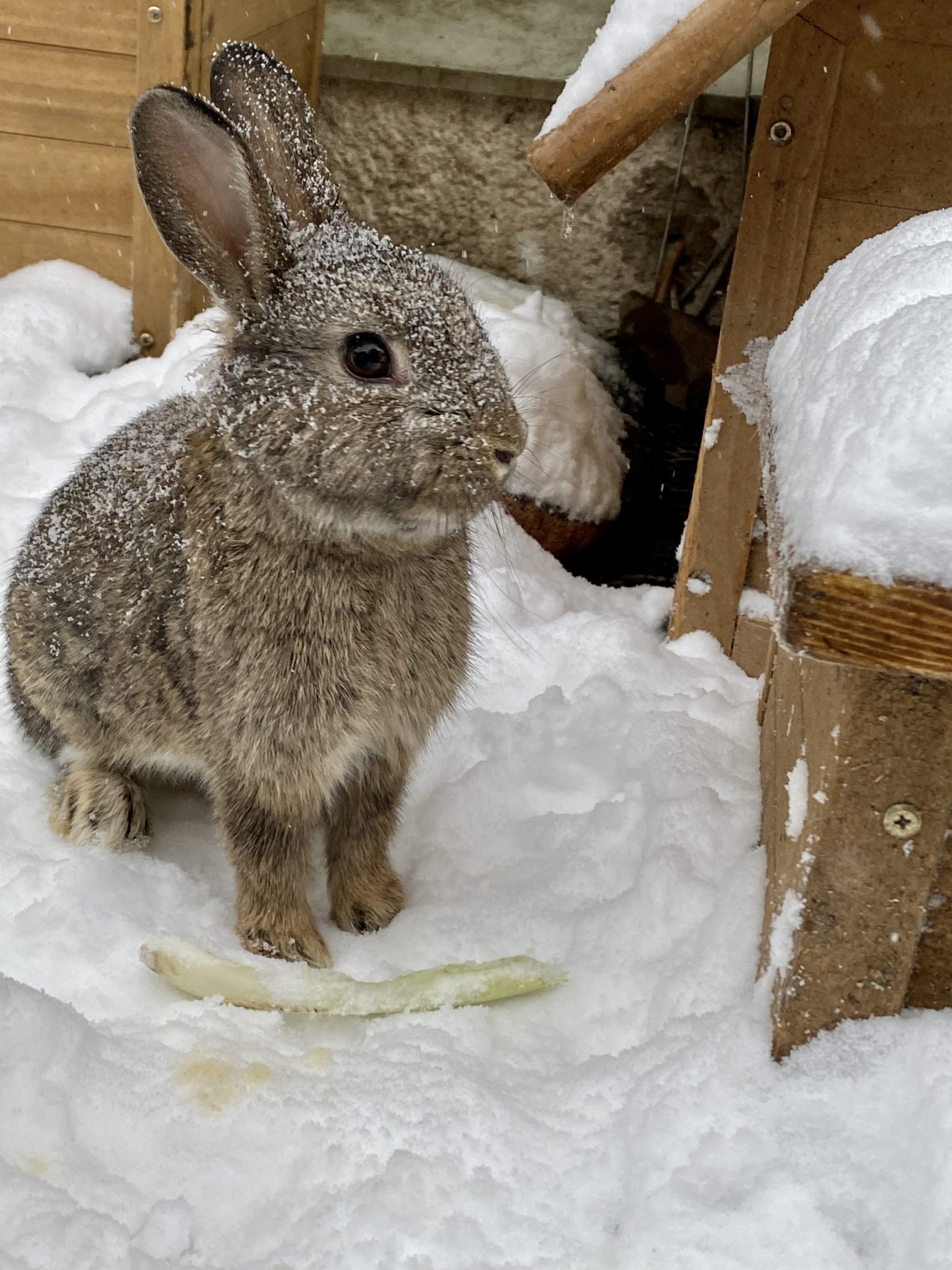 Kaninchen Im Winter Draußen Bis Wieviel Grad Winter im Außengehege * Kaninchen-Clan & Co. im Pott