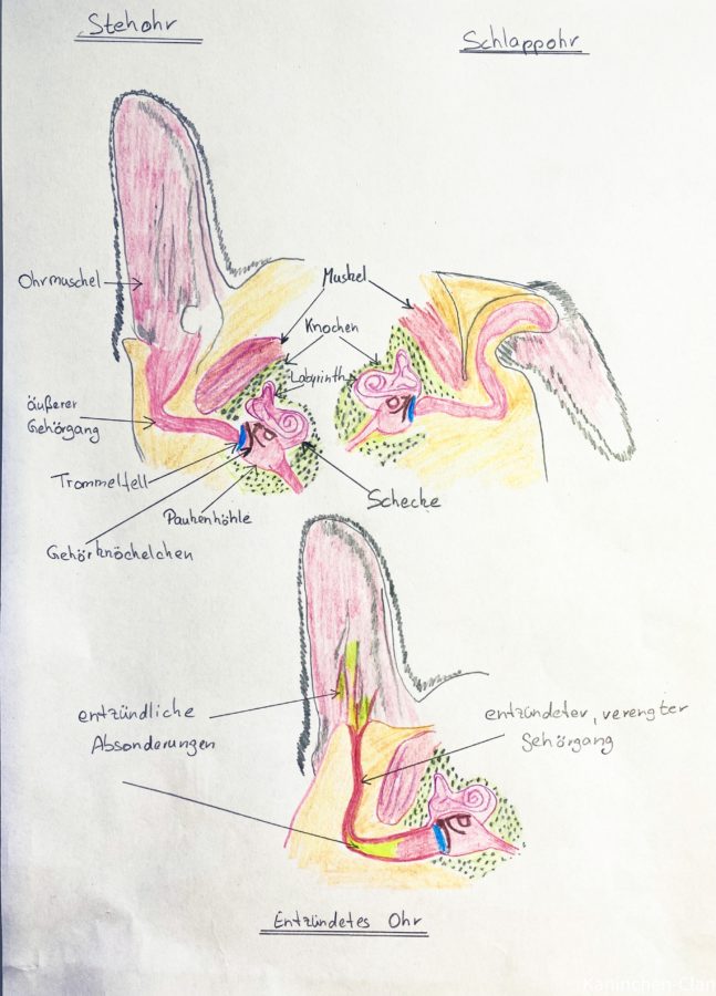 Ohrenentzündung (Otitis) * Dackel &amp; KaninchenClan