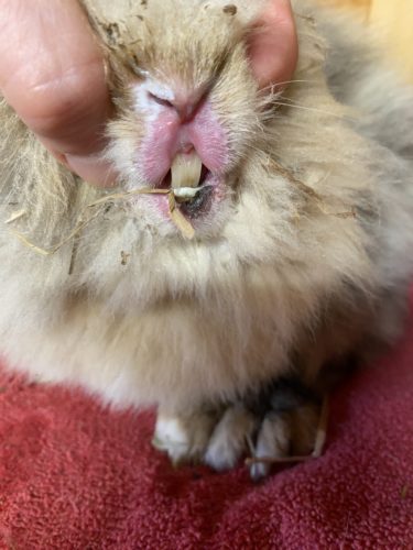 Entzündung der Lippe beim Kaninchen